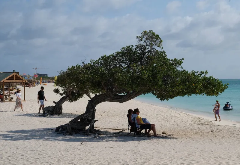 Mangrove tree at Eagle Beach, Aruba,