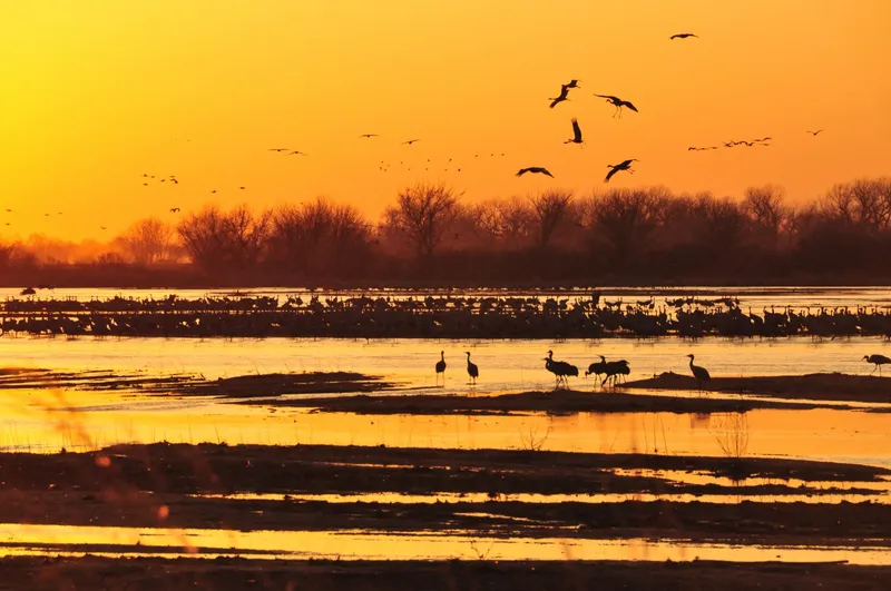 Sandhill Cranes Flying to Roost on Platte River in Central Nebraska (12781422973)