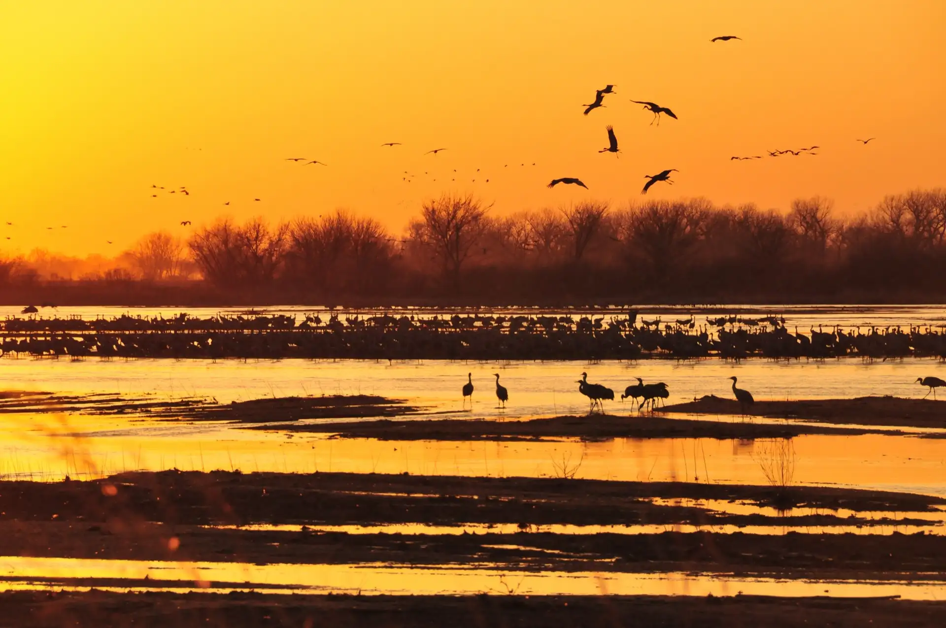 Sandhill Cranes Flying to Roost on Platte River in Central Nebraska (12781422973)