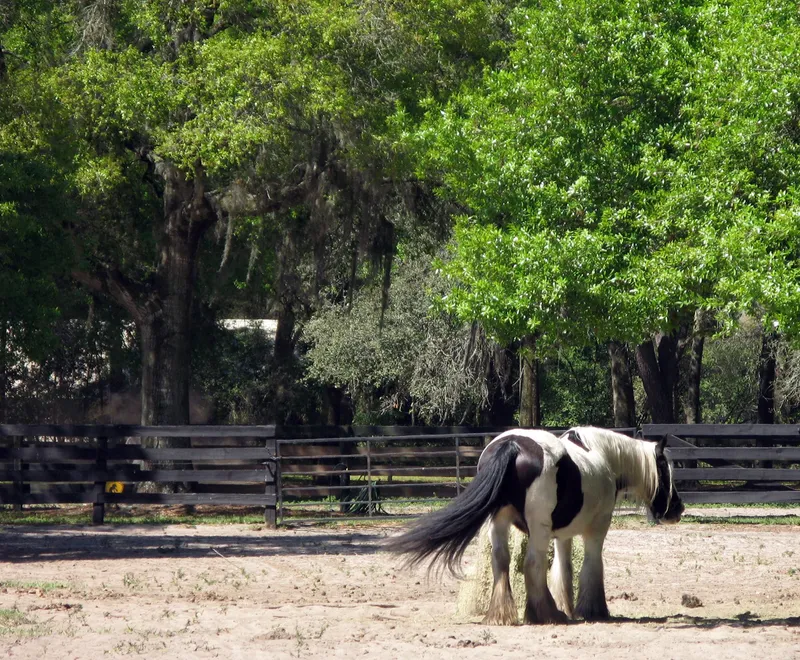 Gypsy Gold Farm, Ocala, FL, Gypsy Vanner