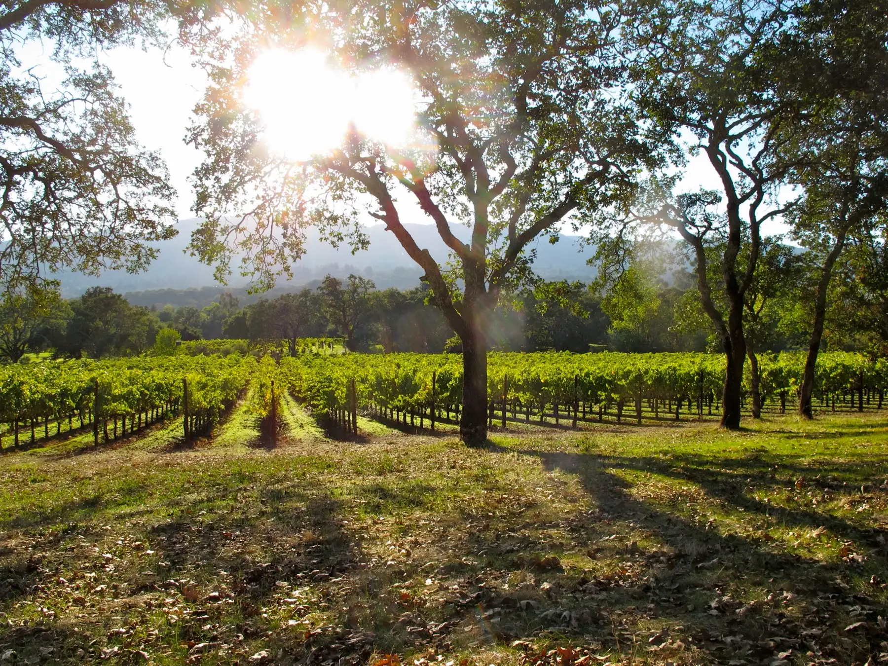 sonoma, california