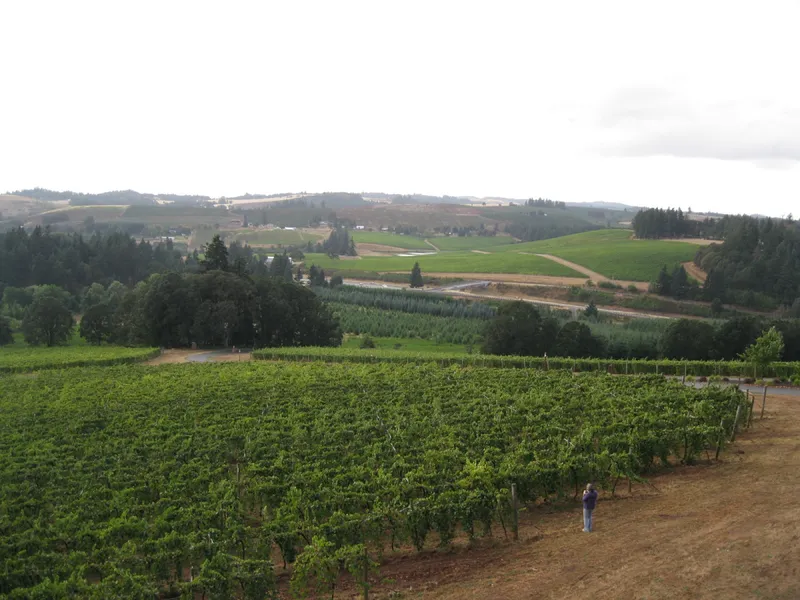 Vineyards in the Oregon wine region of Willamette Valley owned by the winery Willamette Valley Vineyards
